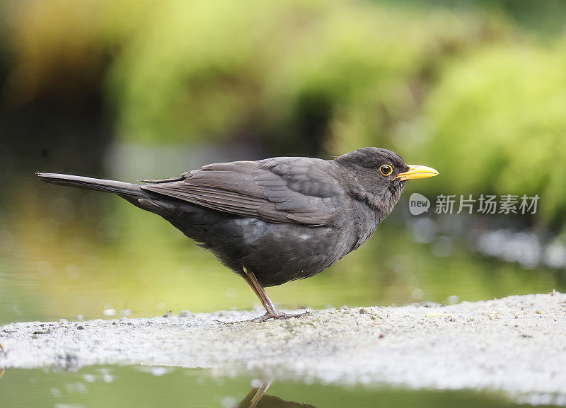 黑鹂(Turdus merula)雄性